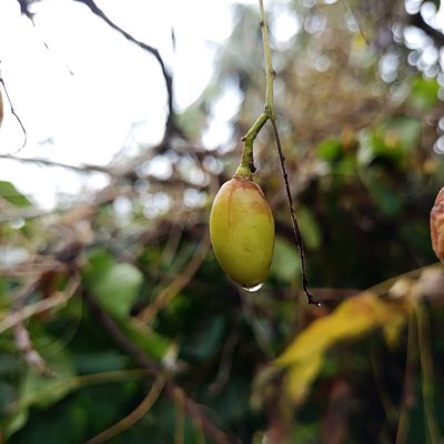 Guess the Fruit?!!