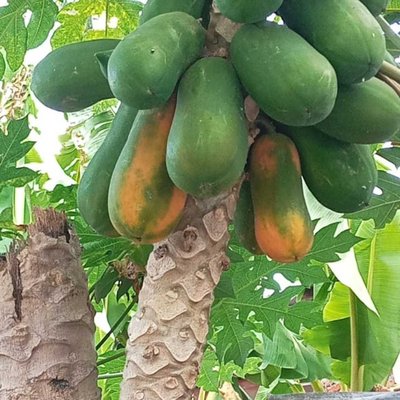 biah pepaya