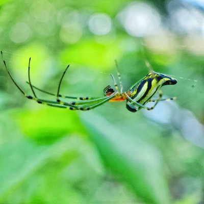 Spider 🕷️🕸️