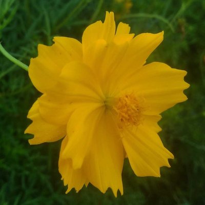 Cosmos Kenikir