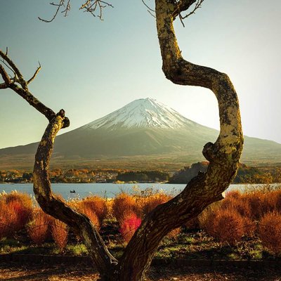 love tree framing