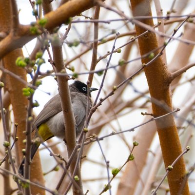 Arap Bülbülü/ White-spectacled Bulbul