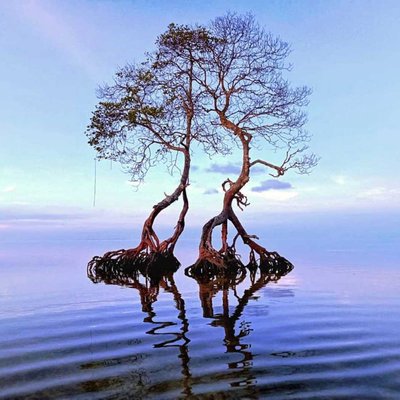 Mangrove