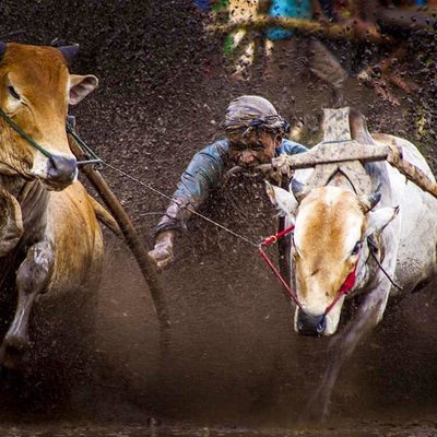 Pacu Jawi
