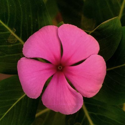 pink flower 🌸 mobile photography 📸