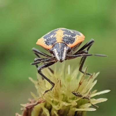 Heteroptera