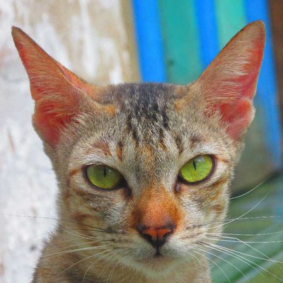 the cat