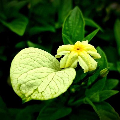 bunga kuning