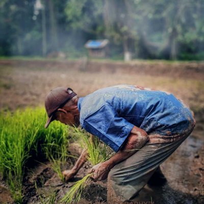 CARA MENANAM PADI