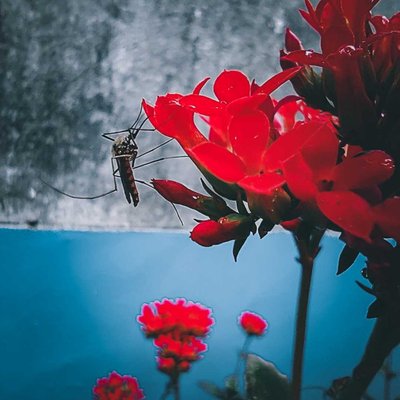 Macro Shot