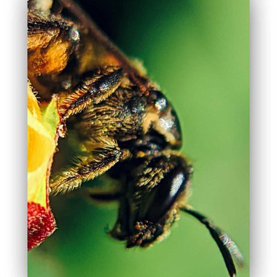 Lebah (Bees)
Serangga
