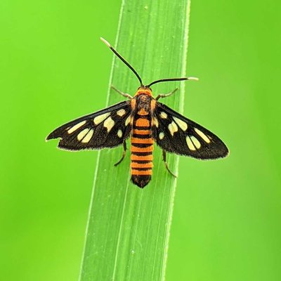 Amata huebneri 🦋