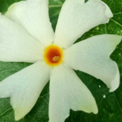 Beautiful Parijatham flowers 