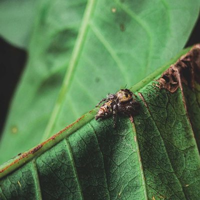 Phidippus Clarus🕷️..!