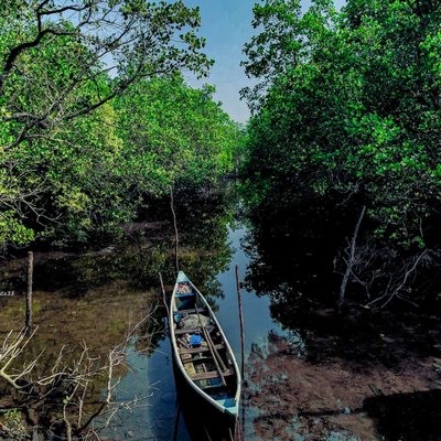 mangroves