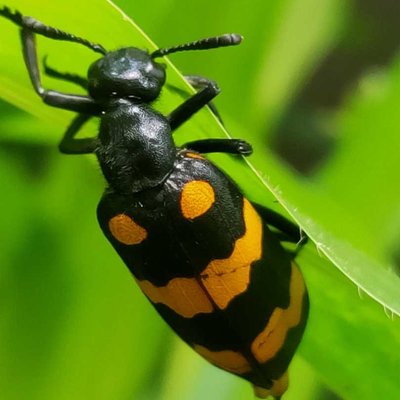 Hycleus Polymorphus