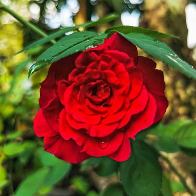 Red Rose