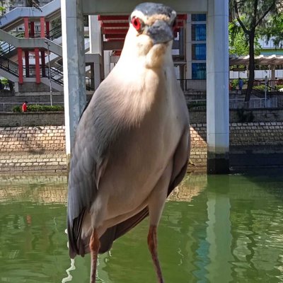 angry bird 