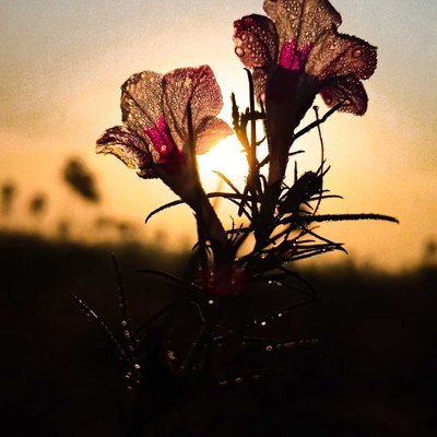 morning dew 