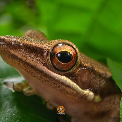 Katak