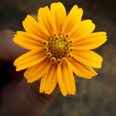 Flower 🌼