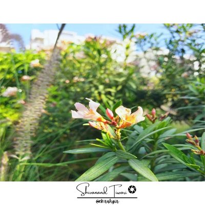 flower 🌺🌻🌹🌷