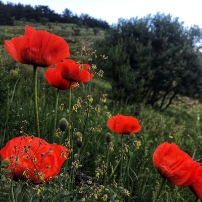 Dağ Lalesi / Mountain Tulip