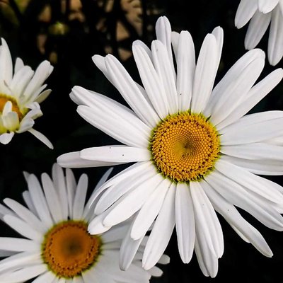 FLOWER 🌼