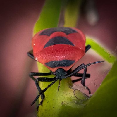 Red Bug