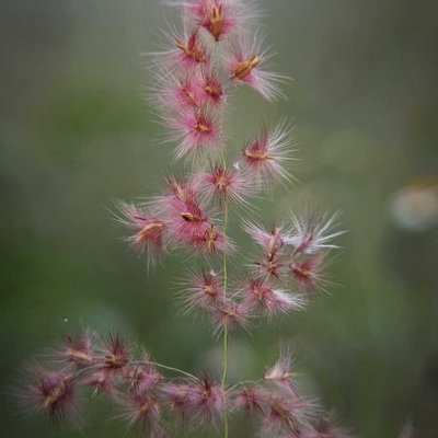 Natal grass.