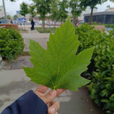 Leaf 🍃(Yaprak)