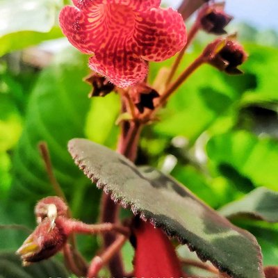 Bunga Nengnia kalau di desa saya