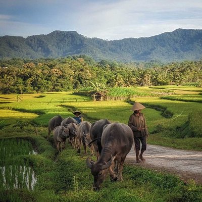 Berangkat Bekerja