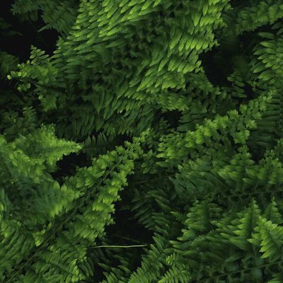 Patterns of nature 
