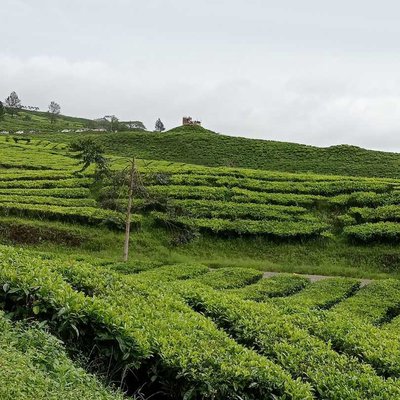 Mount Dempo tea plantation