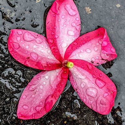 Rain kissed petals