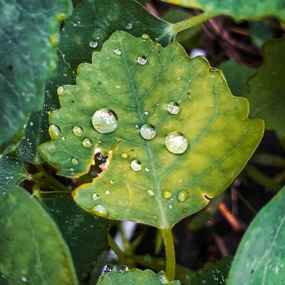 Embun di daun