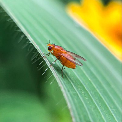 Phaonia pallida || Lalat Orange