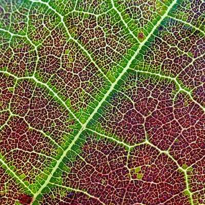 Texture of a leaf