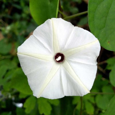 Ipomoea obscura