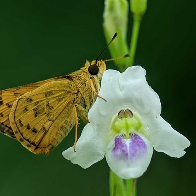 skipper atau photanthus omaha