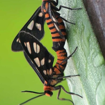 Amata huebneri