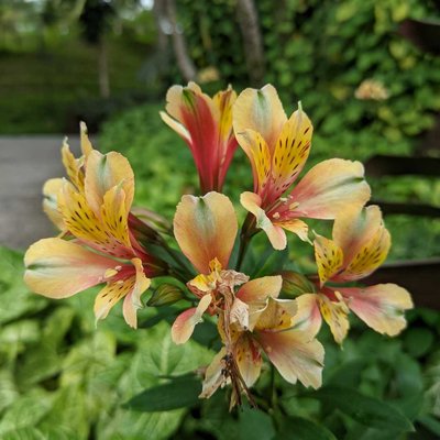 Alstroemeria