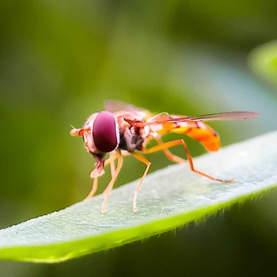 Episyrphus balteatus