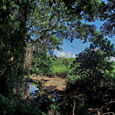 Urban Forest, Chiang Rai