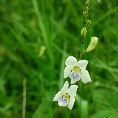 Rumput israel (Asystasia gangetica)