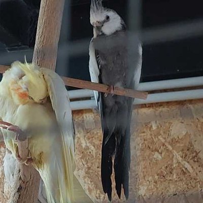 Ninfa 🦜
