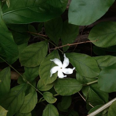Flower photography 