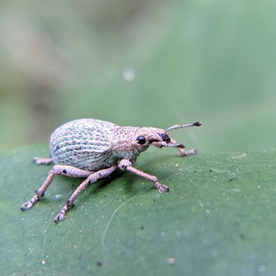 Entiminae
