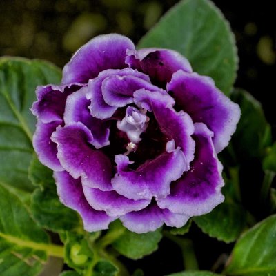 Gloxinia